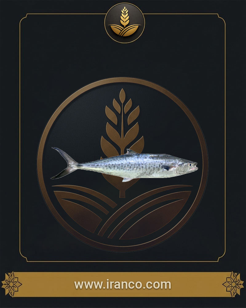 Lian Fresh Persian Gulf King Mackerel (Shir Fish)