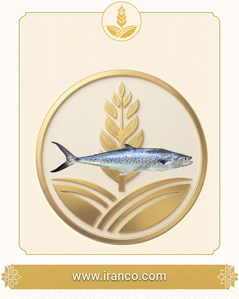 Lian Fresh Persian Gulf King Mackerel (Shir Fish)