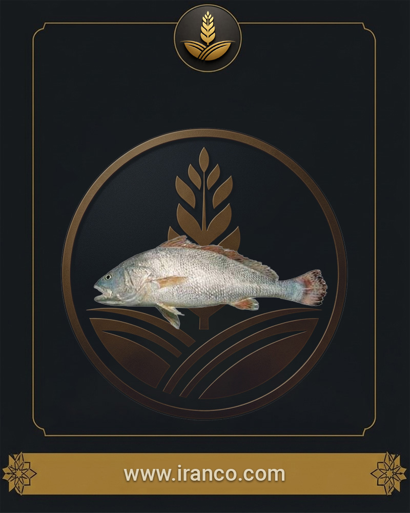 Lian Fresh Persian Gulf Croaker Fish (Mish Fish)