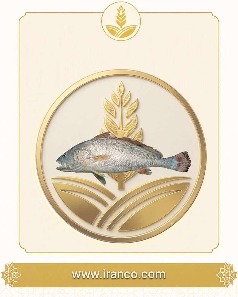 Lian Fresh Persian Gulf Croaker Fish (Mish Fish)