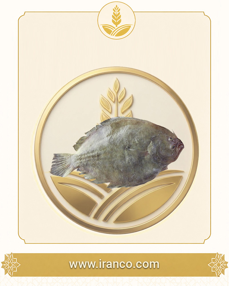 Lian Fresh Persian Gulf Sole Fish (Mezlak / Tongue Sole)
