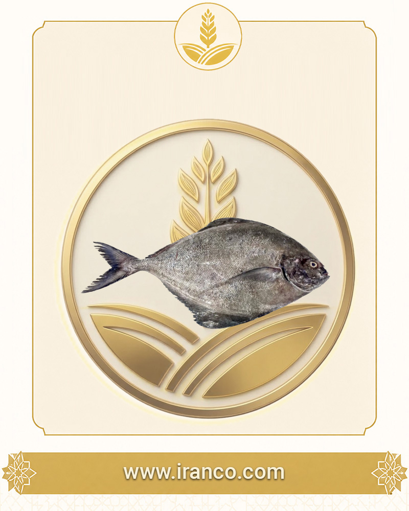 Khan Taze Basra Körfezi Büyük Boy Jumbo Kara Pomfret Balığı (Helva Siyah 1-2kg)
